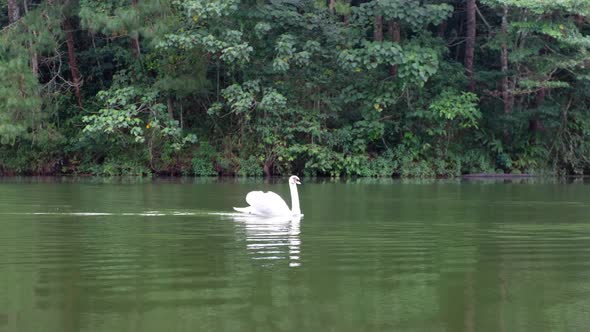 A white swans swimming in the lake