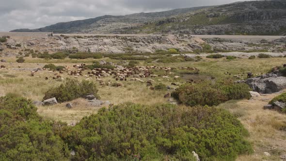 Herd of goats in rural landscape. Serra da Estrela in Portugal. Panning