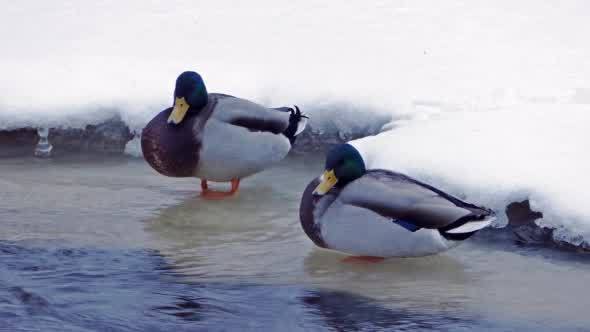 Couple of Ducks Hunting in Forest River