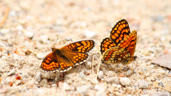 Butterflies On The Sand