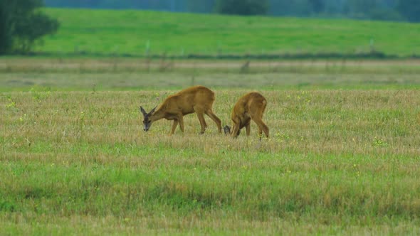 Two young European roe deer (Capreolus capreolus) walking and eating on a field in the evening, medi