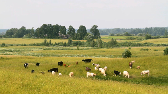 Herd Of Cows Grazing In The Meadow