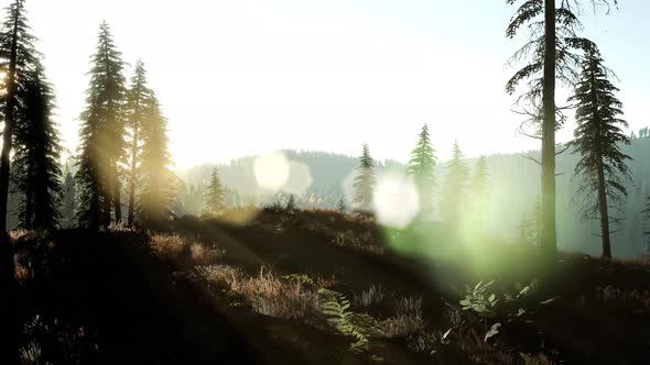 Early Morning Light and Fog Drifting Through the Trees alt