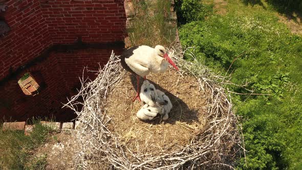 Family of stork in the nest on the damaged old tower