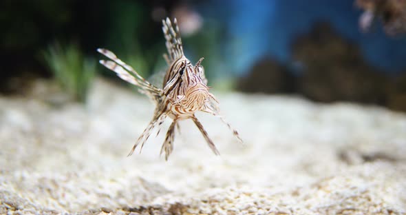 Exotic Lion Fish Swimming in Sea Water Aquarium