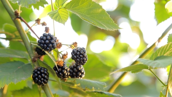 Growing Blackberries Well-Lit With Sun