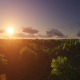 Flight over Forest During Sunrise - VideoHive Item for Sale