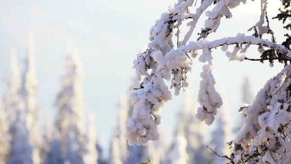 Winter Trees Under Snow