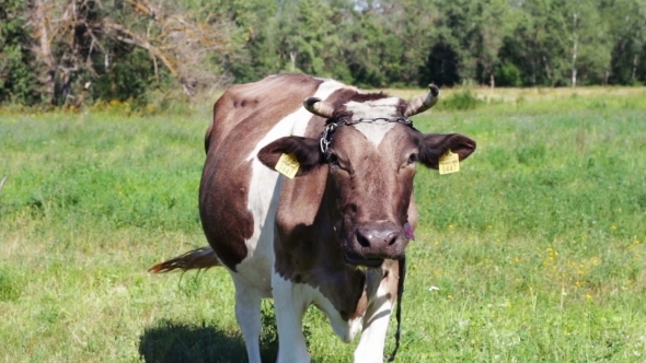 Cows Grazing In The Field.