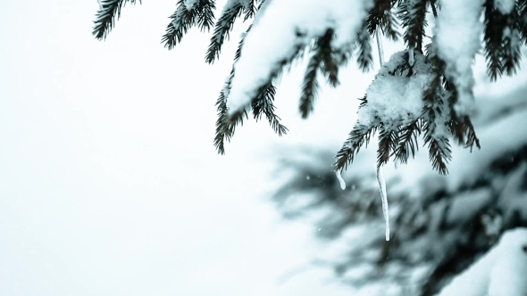 Beautiful Winter Landscape With Snow Covered Trees