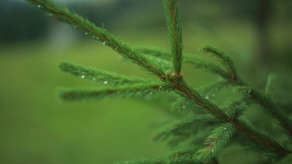 Carpathian Tree Branch In The Forest