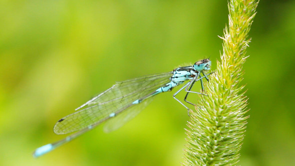 Dragonfly On Grass