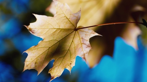 Yellow Autumn Leaves