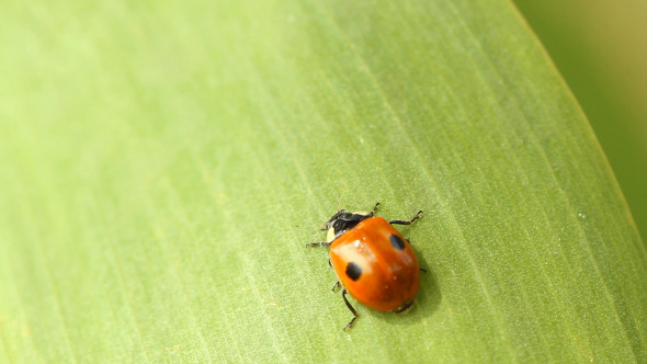 Ladybug On Green Leaf