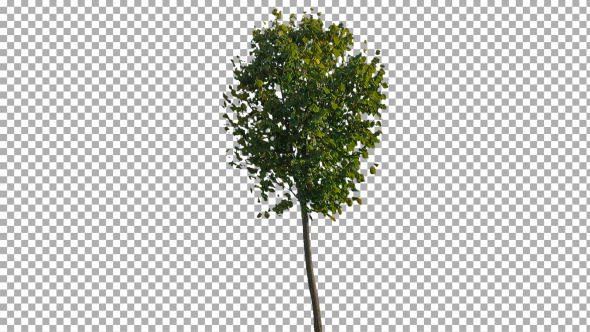 Real Tree Isolated on the Wind 28