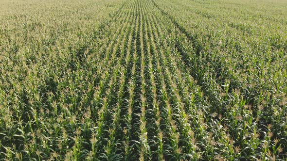 Aerial View with a Drone of a Field of Corn Flowered Perfectly Sown