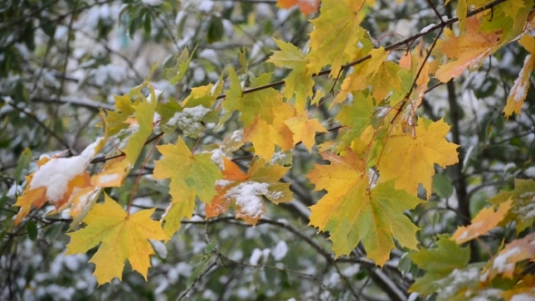 Yellow Maple Leaves In  Snow