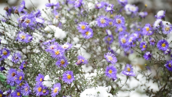 Flowers Of Chrysanthemum