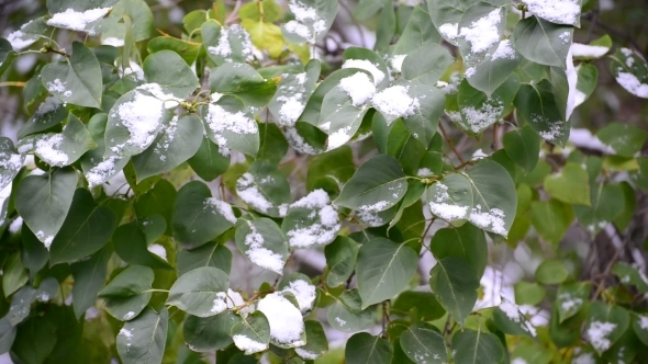 Green  Leaves Covered With Snow 