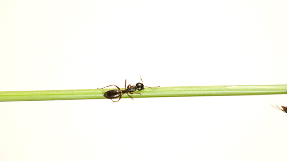 Ant On White Background