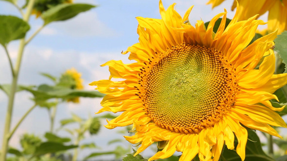 Sunflowers In The Field