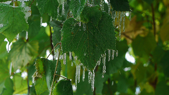 Icicles On Leaves 1 alt