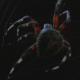 Spider Spinning a Web - VideoHive Item for Sale