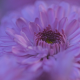 Purple Daisy Flowers - VideoHive Item for Sale