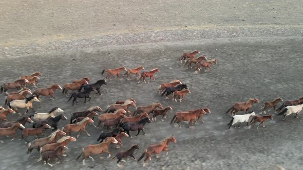 Wild Horses Running