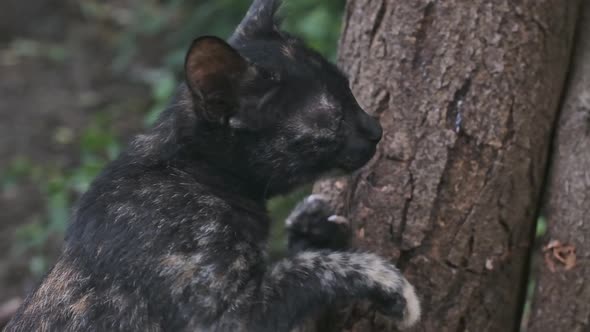 Calico kitten sharpening claws on tree slow motion