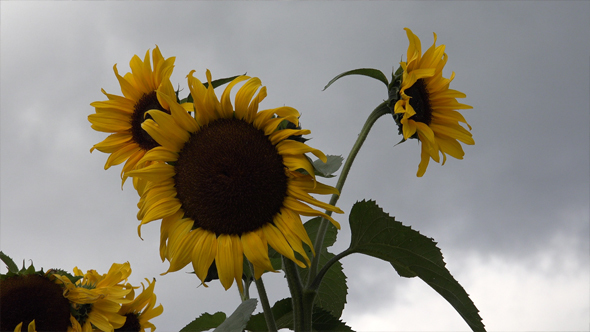 Helianthus or Sunflowers 1