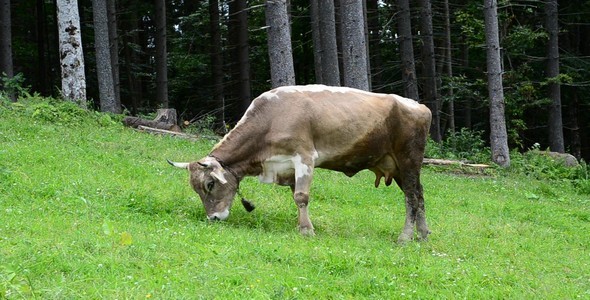 Cow