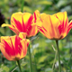 Colorful Tulips - VideoHive Item for Sale