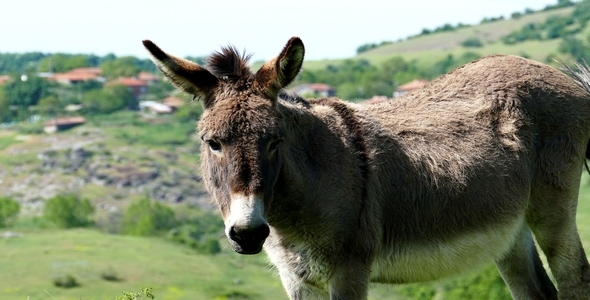 Donkey 8