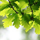 Oak Tree On Blurred Background - VideoHive Item for Sale