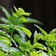 Nettle In the Forest - VideoHive Item for Sale