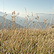 Grass in the Mountains - VideoHive Item for Sale