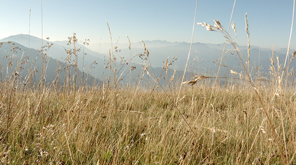 Grass in the Mountains