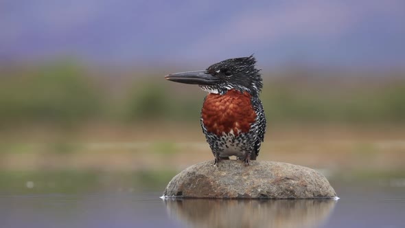 A low angle shot of a giant kingfisher perched on a stone at the lagoon hide at Zimanga private game