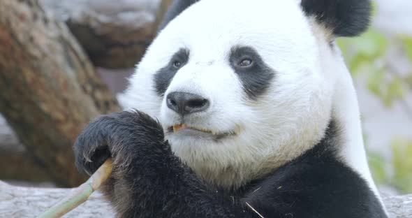 Giant Panda Ailuropoda Melanoleuca Also Known As the Panda Bear or Simply the Panda