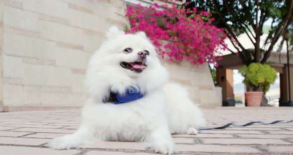 Pomeranian dog sitting at outdoor street