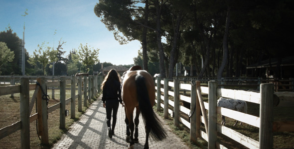 Walking Horse Down Pathway