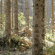 White Birch Forest 3 - VideoHive Item for Sale