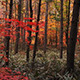 Autumn Forest 1 - VideoHive Item for Sale