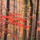 Autumn Forest 2 - VideoHive Item for Sale