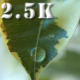 Water Drop on Leaf - VideoHive Item for Sale