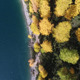 Autumn Trees - VideoHive Item for Sale