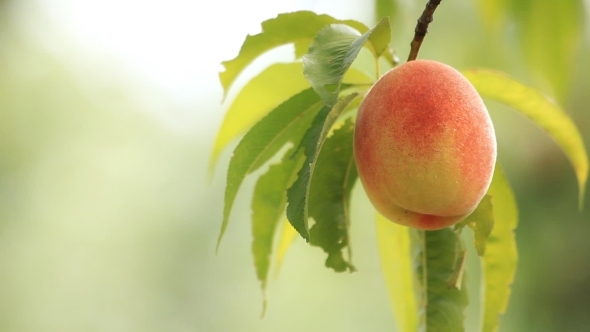 Ripe Peach On a Branch With Green Leaves