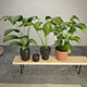 The Plants - 3DOcean Item for Sale