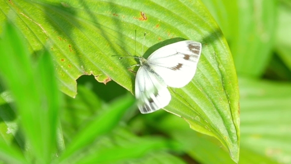 White Butterfly On a Leaf